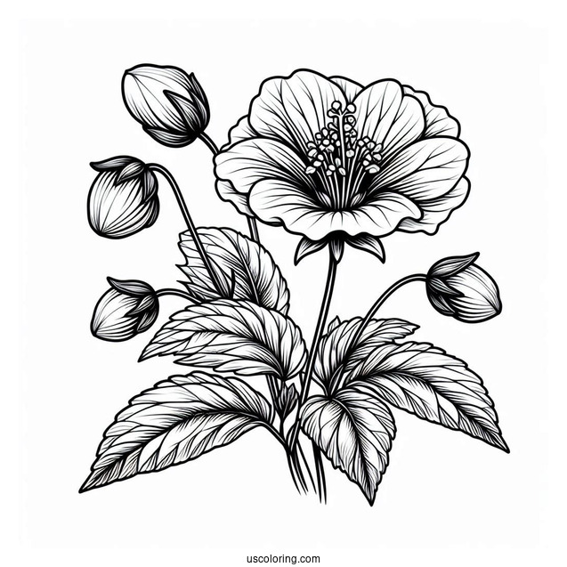 Flower Coloring Pages Of Shoeblackplant In Full Bloom