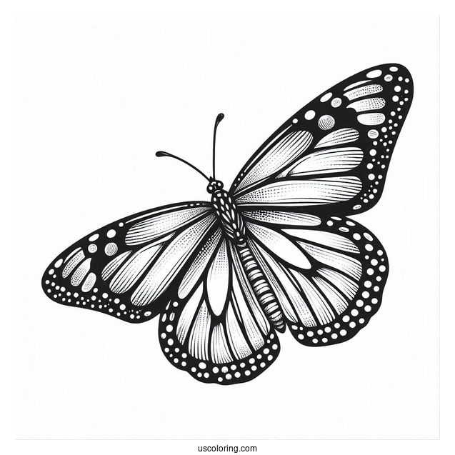 Easy Monarch Butterfly Coloring In