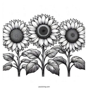 Three Big Beautiful Sunflowers