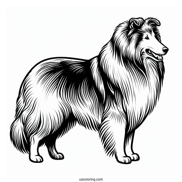 Easy Outline Of Rough Collie To Color