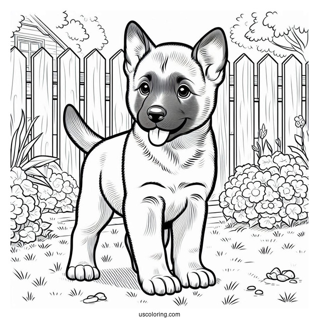 Belgian Malinois Puppy In Backyard