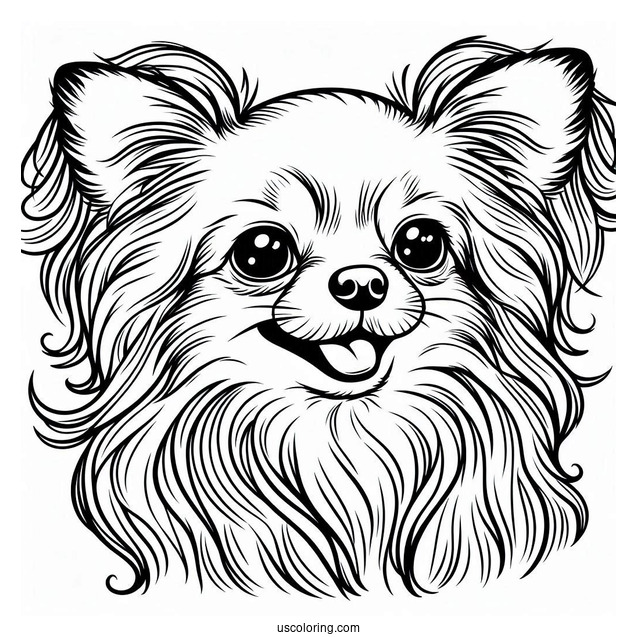 Long Hair Chihuahua Coloring Page Smiling For Kids