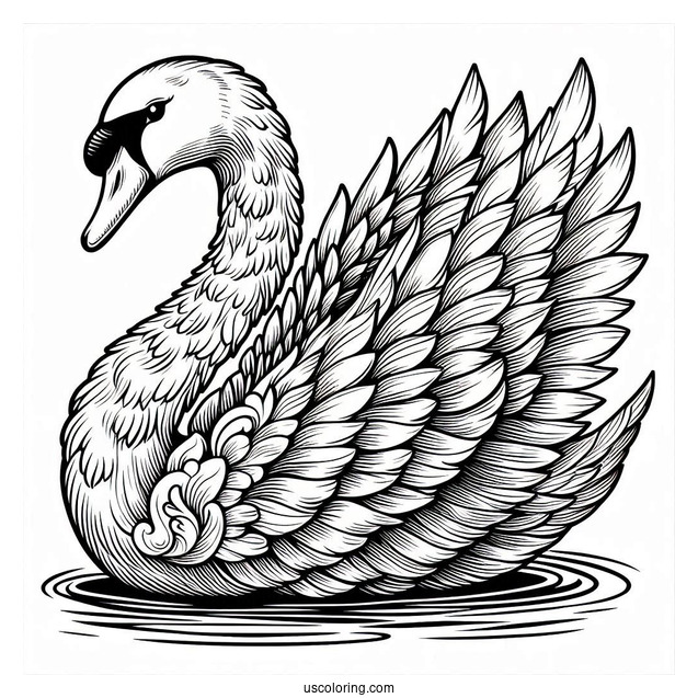 Large Regal Swan Coloring Page With Detailed Feathers