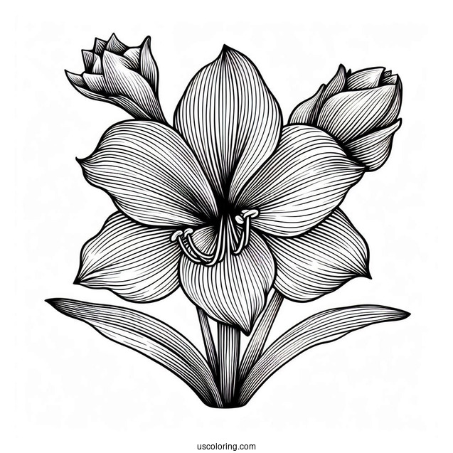 Flower Coloring Pages Of Beautiful Amaryllis Mandala