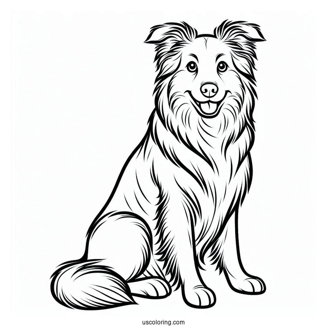 Coloring Sheet Of Border Collie Outline