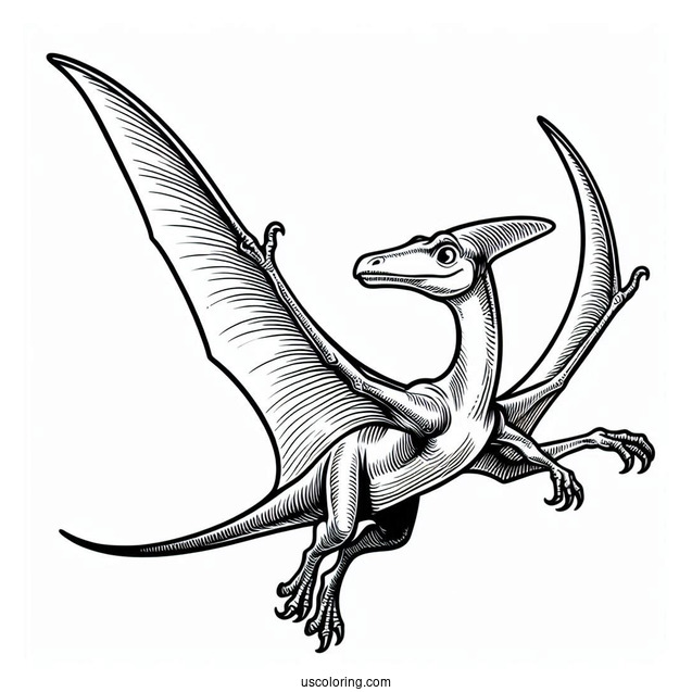 Simple Pterodactyl Coloring Page For Kids