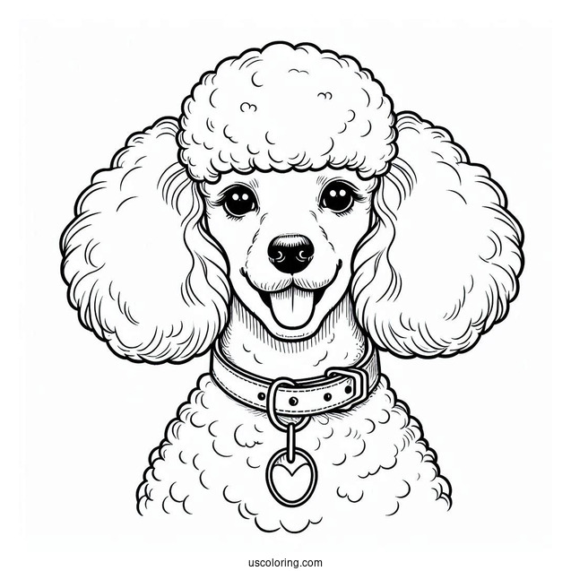 Poodle Dog With Collar