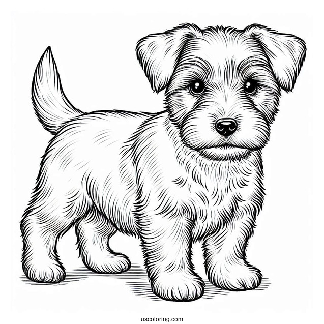 Furry Jack Russell Terrier