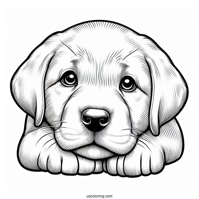 Close Up Of Labrador Puppy