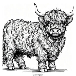 Shaggy Highland Bull Coloring Sheet