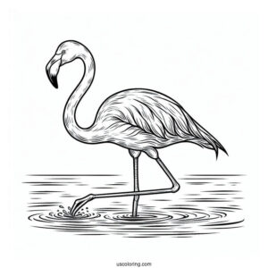 Flamingo Walking In The Water