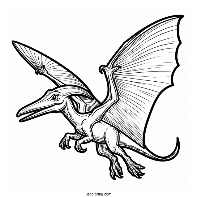 Pterodactyl Coloring Page With Sharp Beak