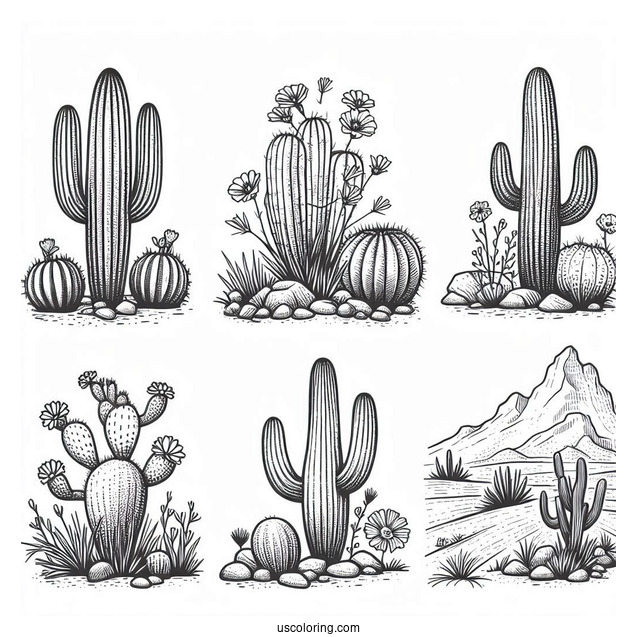 Various Cactus In Arizona Dessert To Color