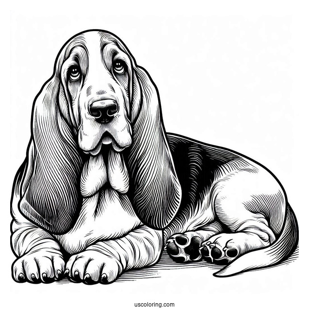 Large Basset Dog Lying Down