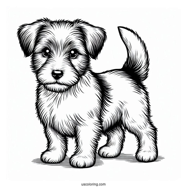 Furry Jack Russell Terrier
