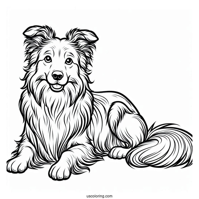 Coloring Sheet Of Border Collie Outline