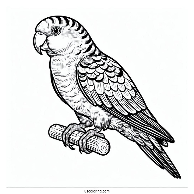 Senegal Parrot To Color