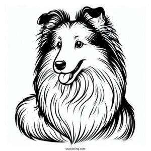 Sheltie Dog Outline For Coloring