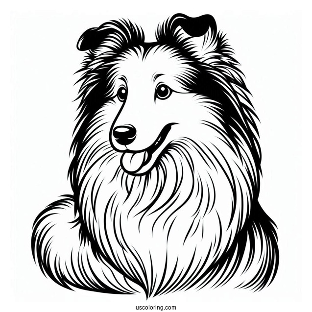 Sheltie Dog Outline For Coloring