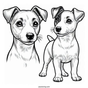 Jack Russell Dog With Perked Ears Coloring In