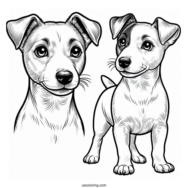 Jack Russell Dog With Perked Ears Coloring In