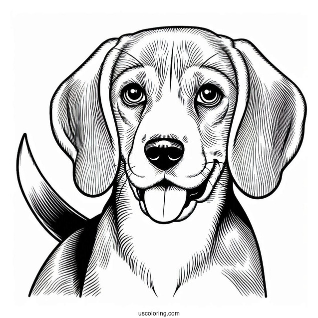 Alert Beagle Coloring Page