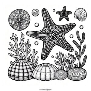 Cushion Starfish Coloring Page Next To Sea Sponges