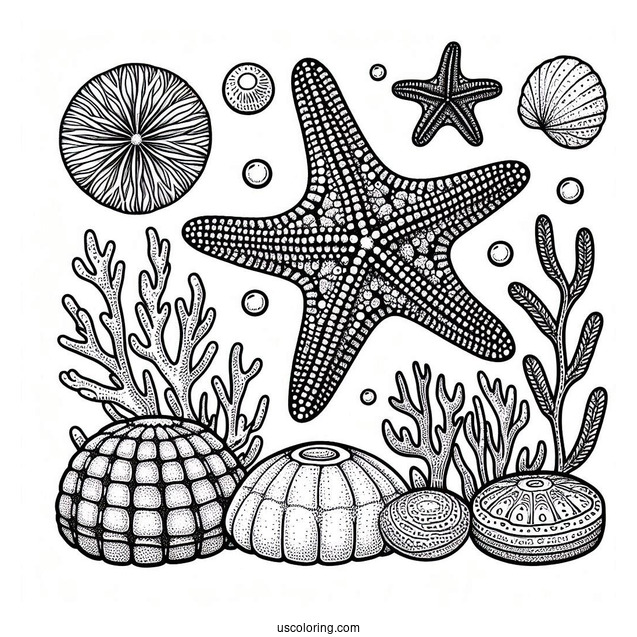 Cushion Starfish Coloring Page Next To Sea Sponges