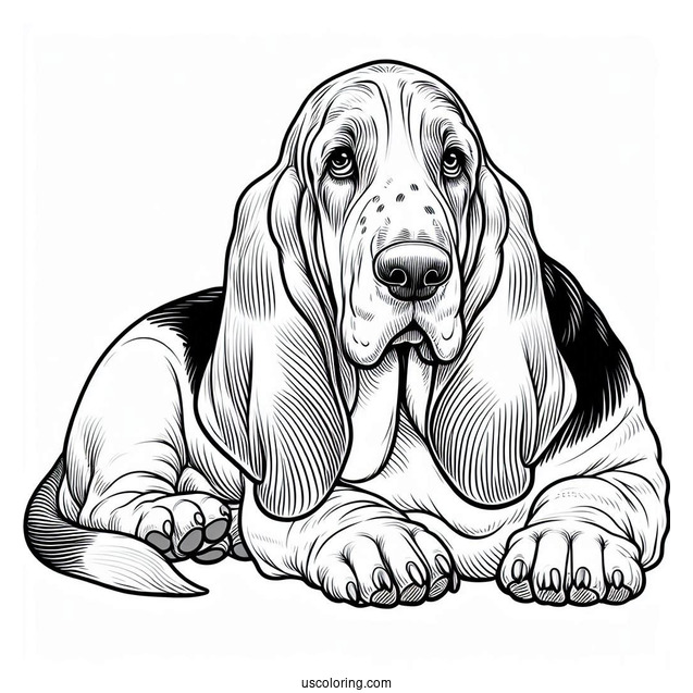 Large Basset Dog Lying Down