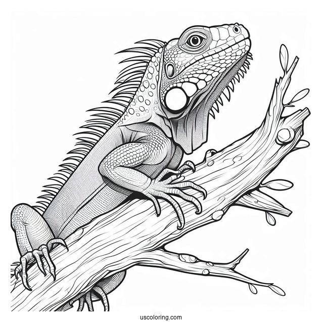 Lizard Coloring Page of Iguana With Head Up On Tree Branch