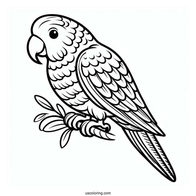 Simple Outline Of Parrot To Color