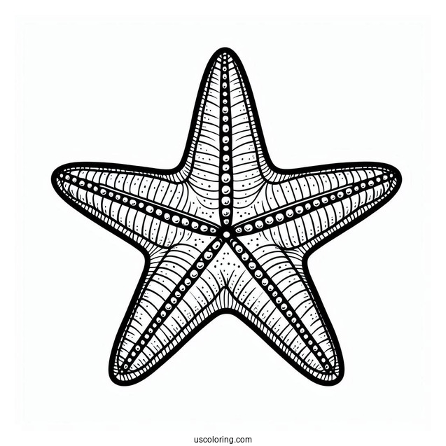 Easy Outline Of Starfish Coloring Page