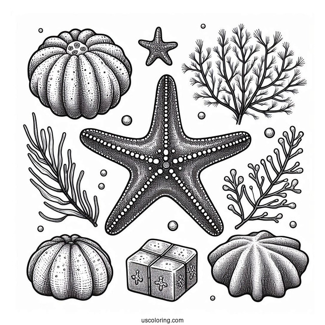 Cushion Starfish Coloring Page Next To Sea Sponges