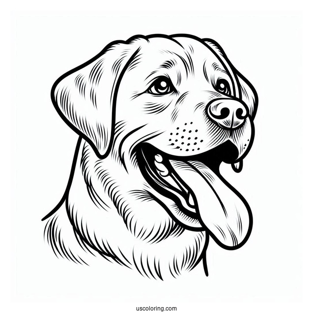 Coloring Sheet Of Labrador Retriever With Tongue Out