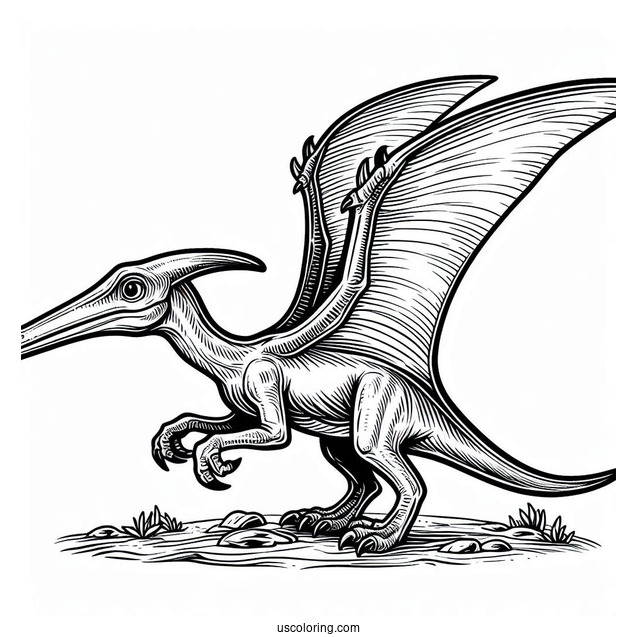 Pterodactyl Coloring Page With Sharp Beak