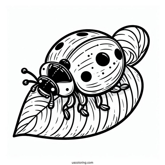 Ladybug Beetle Coloring Page On A Leaf For Kids