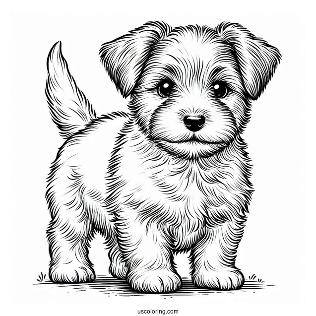 Furry Jack Russell Terrier