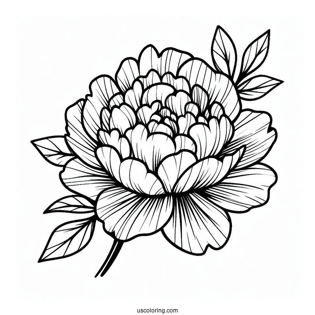 Flower Coloring Pages Of Easy Blooming Peony
