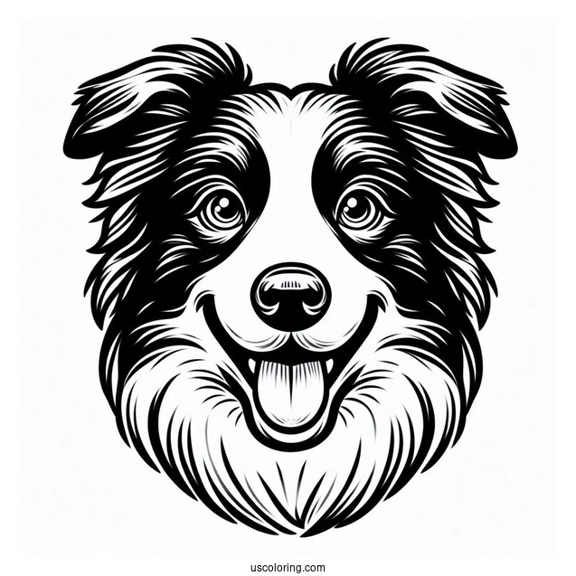 Playful Border Collie Puppy Face