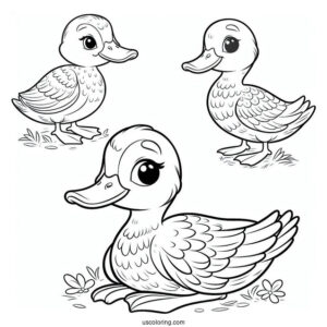 Mallard Duck Coloring Page