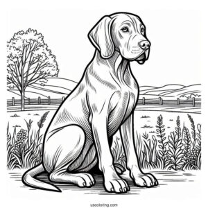 Coloring Page Of Vizsla Dog Sitting Down