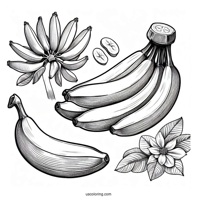 Cavendish Bananas Coloring Page