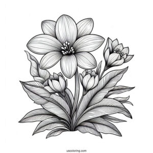 Flower Coloring Pages Of Shoeblackplant In Full Bloom