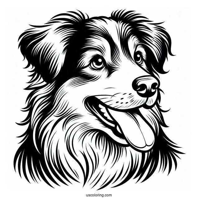 Australian Shepherd Dog With Tongue Out