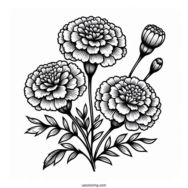 Flower Coloring Pages Of Three Marigold