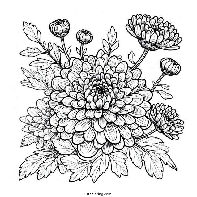 Flower Coloring Pages Of Chrysanthemum In The Field