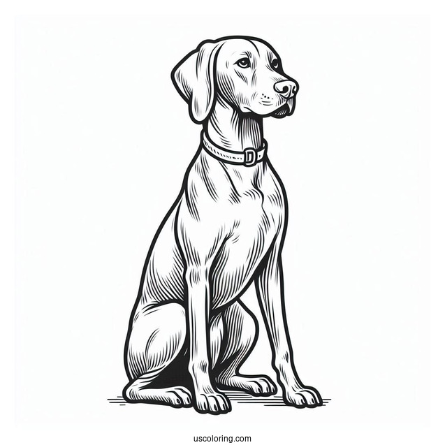 Coloring Page Of Vizsla Dog Sitting Down