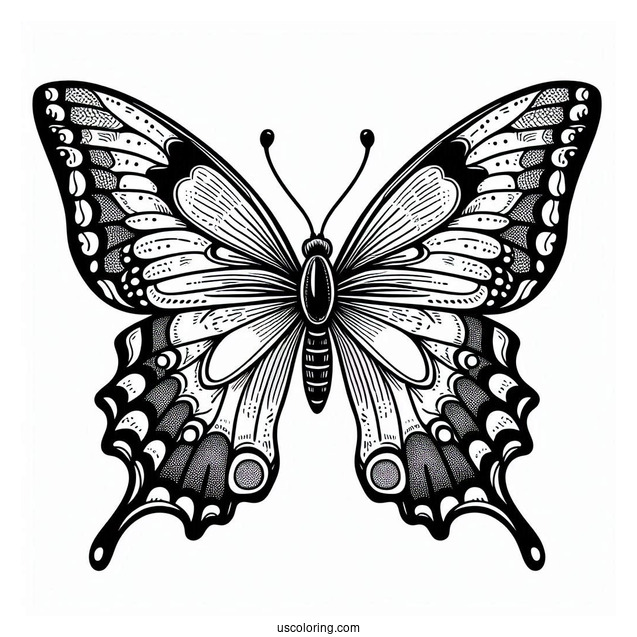 Swallowtail Butterfly With Detailed Wings