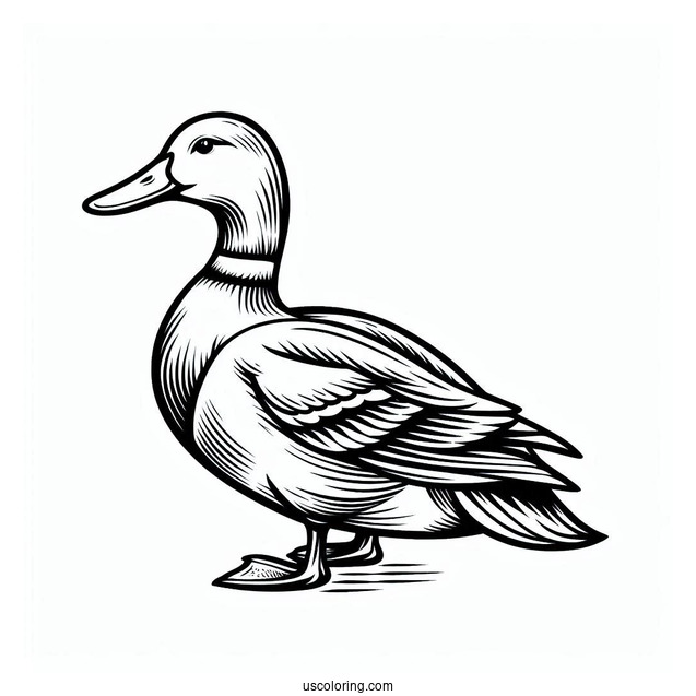 Mallard Duck Coloring Page