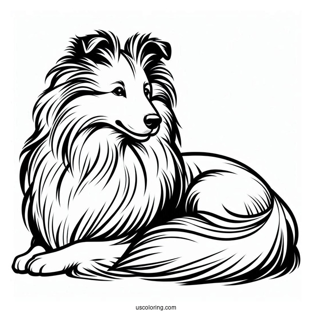 Sheltie Dog Outline For Coloring